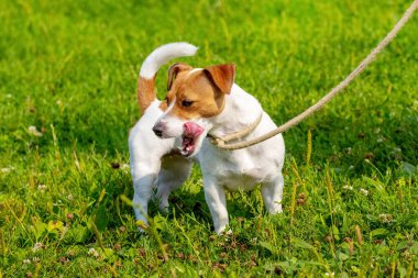 Köpek cinsi rahip-Russell teriyeri parkta yürürken tasmalı.