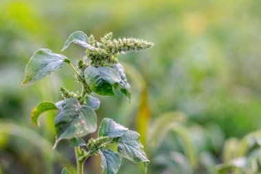 Amaranthus retroflexus (dikenli amaranth, Amaranthus spinosus) bahçede yapraklar ve infloresans ile. Bahçedeki yabani otlar