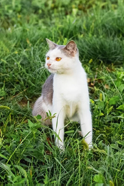 Gato Com Pêlo Branco Cinza Senta Jardim Grama — Fotografia de Stock