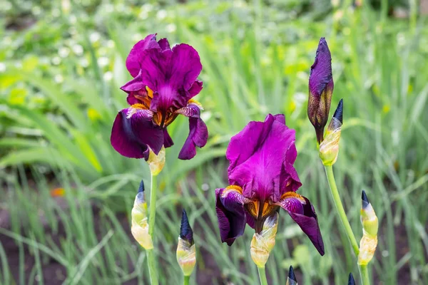 緑の草の間の庭の紫色の虹彩 — ストック写真