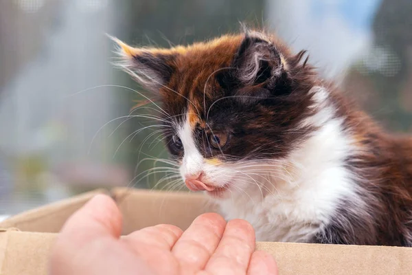 Homem Estende Mão Gatinho Uma Caixa Pequeno Gatinho Fofo Bonito — Fotografia de Stock