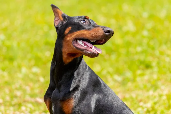 Doberman Dog Open Mouth Background Green Grass — Stock Photo, Image