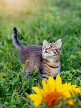 Küçük çizgili kedi yavrusu ayçiçeğinin yanındaki bahçede.