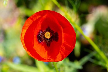 Kırmızı gelincik çiçeği güneşli havada kapanıyor