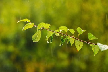 Yağmur sırasında bahçede yeşil yapraklı ağaç dalı