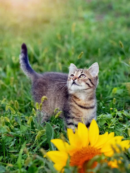 Little Cute Striped Kitten Garden Sunflower Flower — Stock Photo, Image