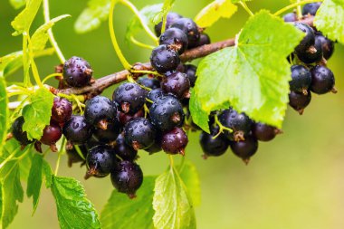 Bahçedeki çalılıklarda siyah frenk üzümü. Frenk üzümü hasatı Büyüyen üzümler