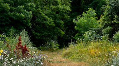 Ormanın kenarındaki çalılar, çalılar ve ağaçlar. Yazın orman