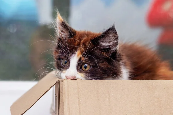 Pequeno Gatinho Assustado Uma Caixa Papelão Gatinho Bonito — Fotografia de Stock