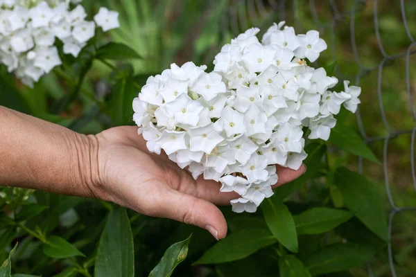Elderly Woman Holding White Flowers Garden — Stock Photo, Image
