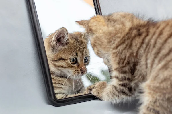 Een Schattig Klein Katje Onderzoekt Zijn Reflectie Spiegel — Stockfoto