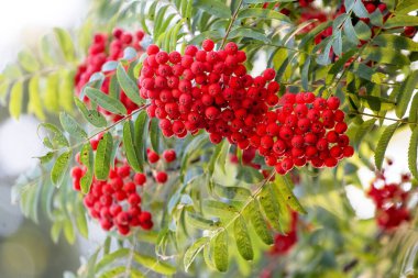 Kırmızı yaban mersini ağaçta, yakından.