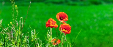 Kırmızı gelincikli yeşil tarla. Yeşil tarlaların arasında gelincikler