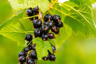 Bahçedeki çalılıklarda siyah frenk üzümü. Frenk üzümü hasatı Büyüyen üzümler