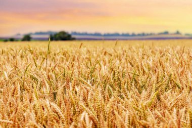 Gün batımında olgunlaşmış dikenli buğday tarlası