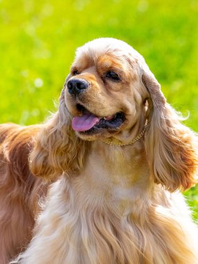 Uzun kahverengi kürklü Amerikalı Cocker Spaniel güneşli havalarda çimlerin üzerinde
