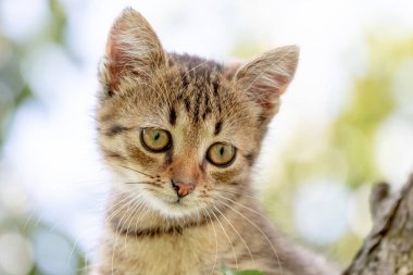 Küçük çizgili kedi yavrusu. Yakından bak.