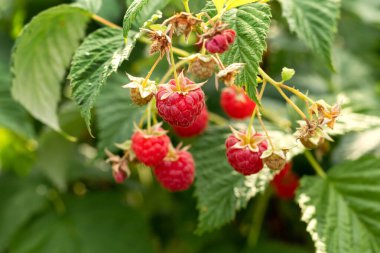Bahçedeki çalılıklarda olgun kırmızı ahududular. Ahududu yetiştiriyor. Ahududu hasadı