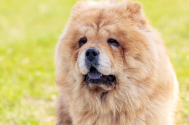 Chow chow dog, köpek yakın plan portresi güneşli havada