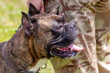 Ustasının yanında tasmalı minyatür bulldog.