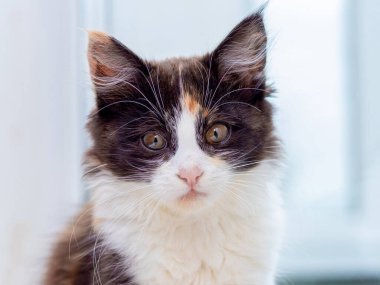 Küçük tüylü kedi, arka planda bulanık bir ışığa yaklaş