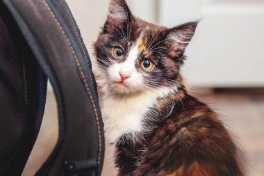 Hüzünlü bakışları olan küçük tüylü bir kedi sırt çantasının yanında oturur.