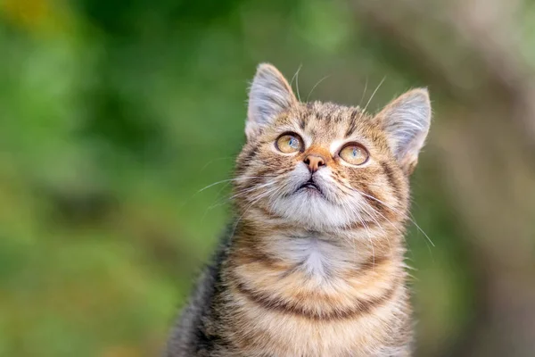 緑の草を背景に好奇心旺盛な小子猫 背景にぼやけた子猫の肖像画 — ストック写真