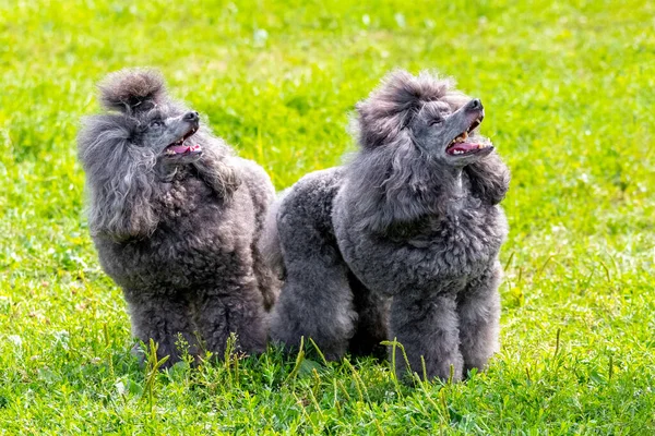 Dua Anjing Pudel Berbulu Taman Rumput Sambil Berjalan Melihat Atas — Stok Foto