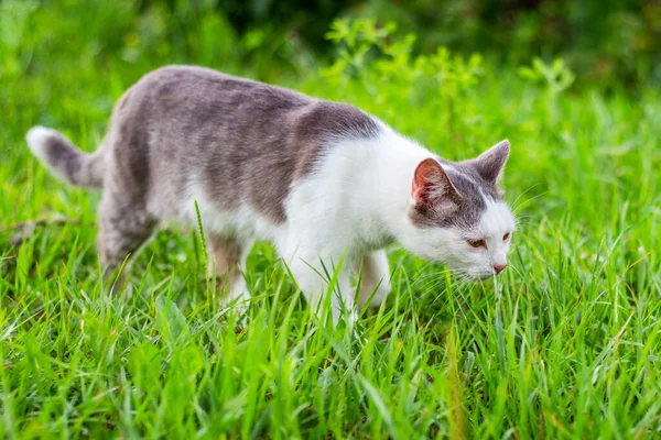 Beyaz Gri Kürklü Bir Kedi Çimlerin Üzerinde Yürüyor — Stok fotoğraf