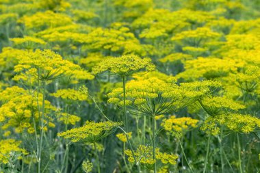 Bahçedeki dereotundan şemsiyeler. Bahçede yetişen dereotları 