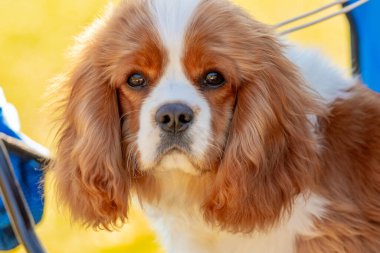 Şövalye Kral Charles Spaniel 'in kameraya dikkatle bakan köpeğinin yakın çekimi.