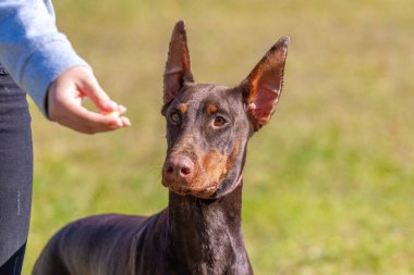 Doberman köpeği sahibinin yanında. Sahibi köpeğe yemek verir.