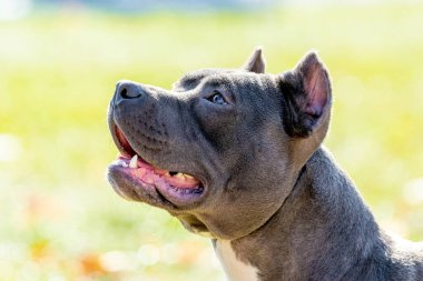 Büyük köpek cinsi amfibiler bulanık arkaplanı kapatır.