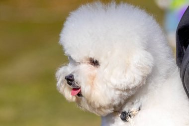 Küçük beyaz tüylü köpek yavrusu Bichon Frize metresinin kollarında.