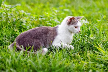 Genç ve güzel bir kedi çimlerin üzerinde oturmuş dikkatle bir şeye bakıyor.