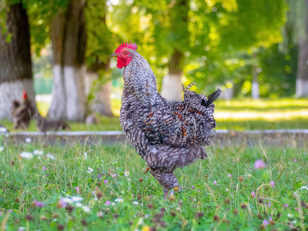 Gray spotted rooster in the garden on green grass