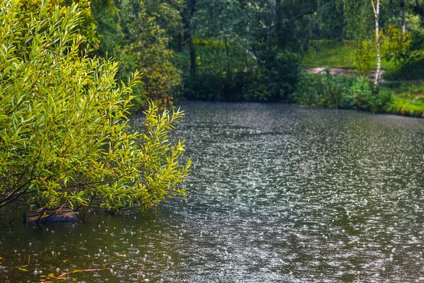 Letni Deszcz Pobliżu Stawu Jeziora Drzew Brzegu — Zdjęcie stockowe