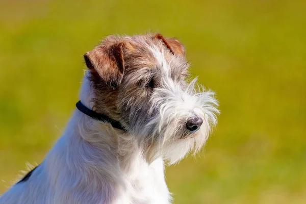 Pies Rasy Jack Russell Terrier Zbliżyć Się Niewyraźne Tło Słonecznej — Zdjęcie stockowe