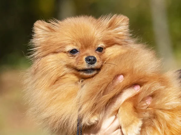 Cane Razza Pomerania Spitz Tra Braccia Della Sua Amante — Foto Stock