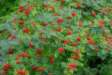 Yazın ağaçta kırmızı yaban mersini