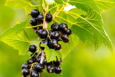 Bahçedeki çalılıklarda siyah frenk üzümü. Frenk üzümü hasatı Büyüyen üzümler