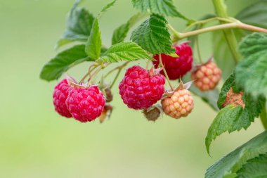 Bahçedeki çalılıklarda olgun kırmızı ahududular. Ahududu yetiştiriyor. Ahududu hasadı