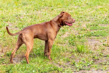 Amerikan Pitbull Terrier, bulanık arka planda saldırgan köpeğin portresi.