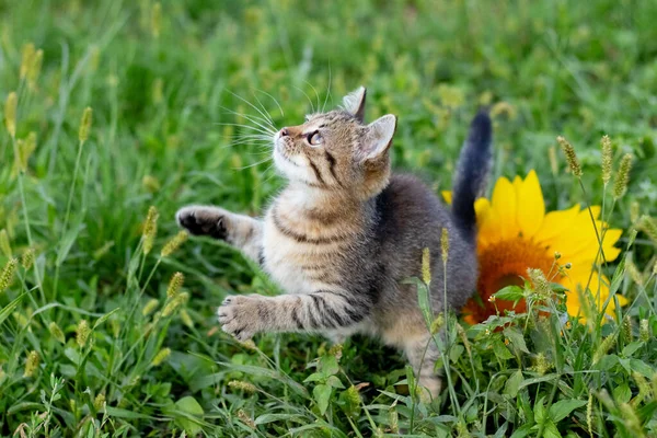 Liten Söt Randig Kattunge Trädgården Nära Solrosen — Stockfoto