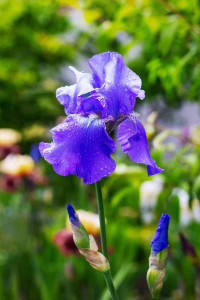 Lila Iris Garten Zwischen Grün Und Blumen — Stockfoto