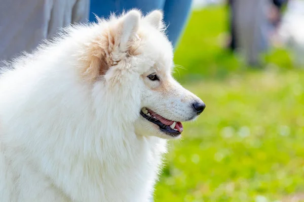 Vit Fluffig Hund Ras Somoid Närbild Profil — Stockfoto