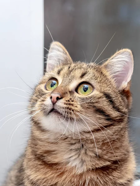 Sevimli Çizgili Kedi Pencerede Oturuyor Yukarı Bakıyor — Stok fotoğraf