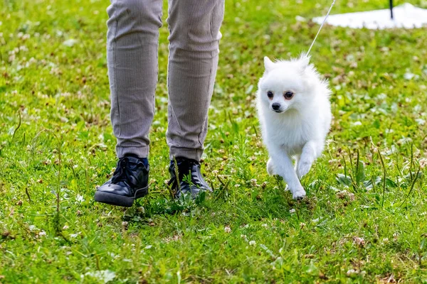 Petit Chien Spitz Blanc Près Maîtresse Lors Une Promenade Dans — Photo