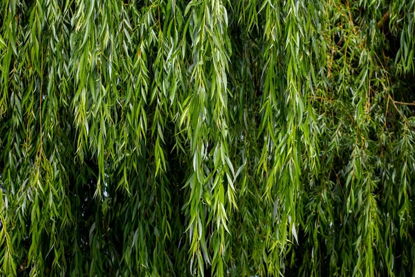 Visící Vrbové Větve Zelenými Listy Pozadí Zelených Listů Vrby — Stock fotografie