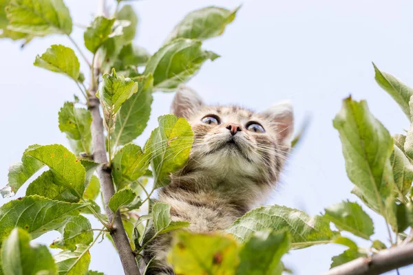 Pequeno Gatinho Uma Árvore Entre Folhas Verdes — Fotografia de Stock